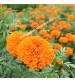 Marigold Orange Iris F1 IHS-786 50 Seeds